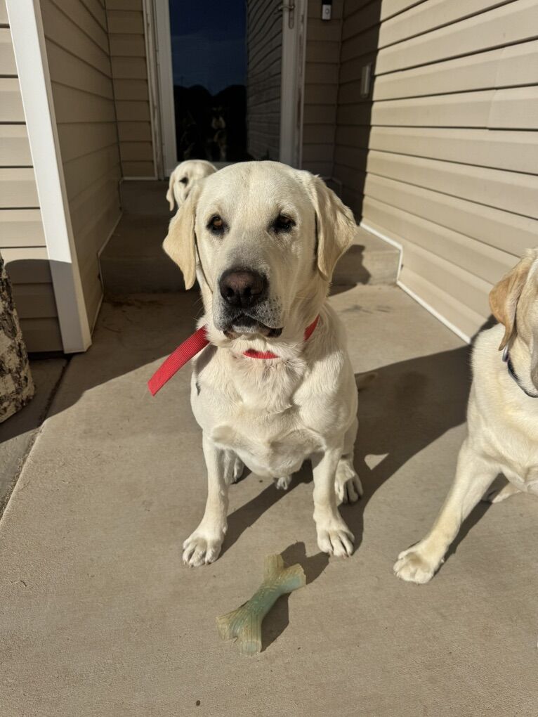 Labrador Retriever Stud