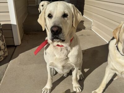Labrador Retriever Stud