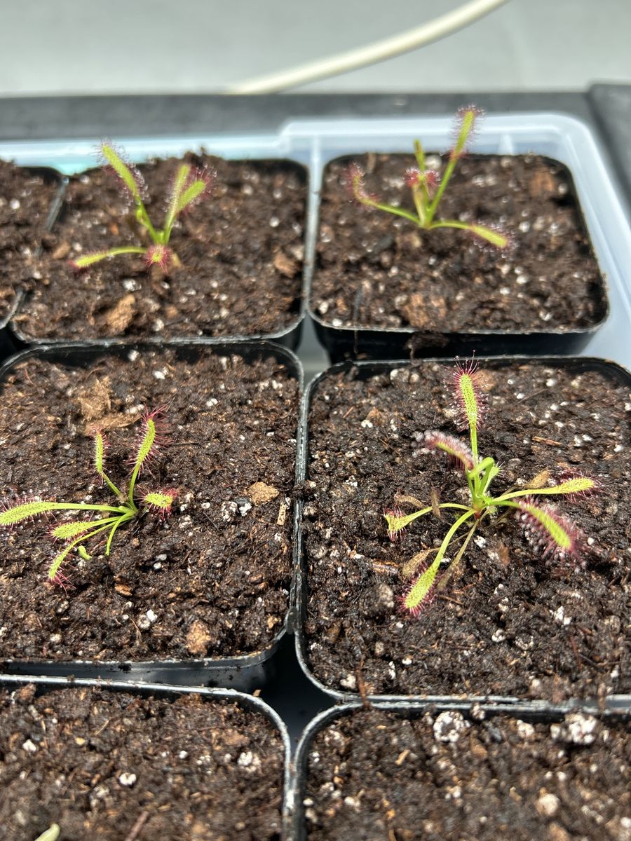 Cape sundews carnivorous plant
