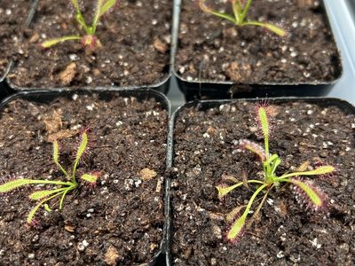 Cape sundews carnivorous plant