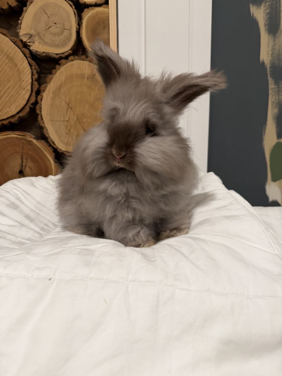 Angora Bunny Rabbit