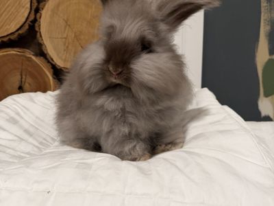Angora Bunny Rabbit