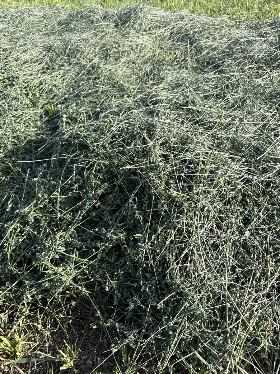 Fresh cut Alfalfa/ grass hay mix
