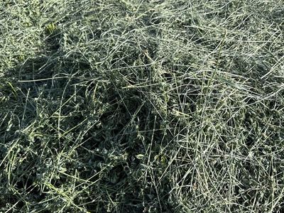 Fresh cut Alfalfa/ grass hay mix