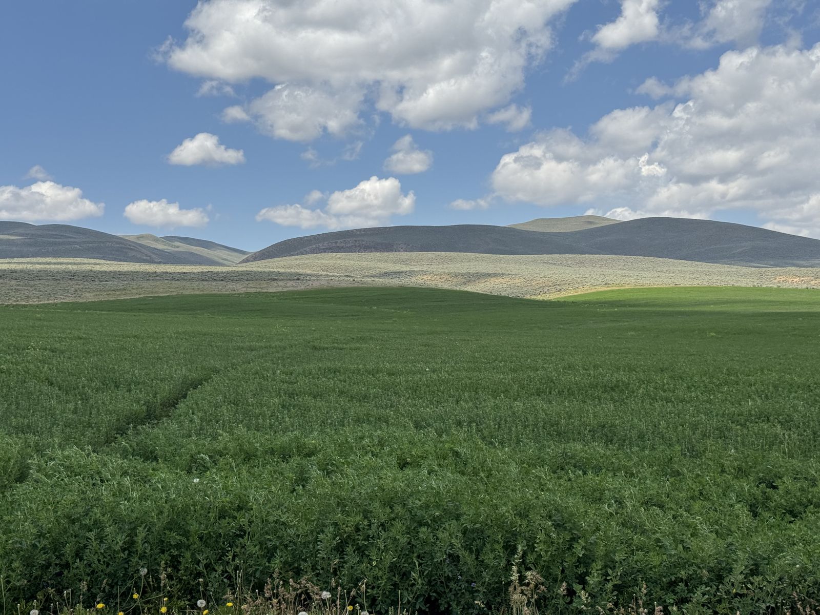 Premium Alfalfa Hay