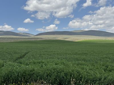 Premium Alfalfa Hay