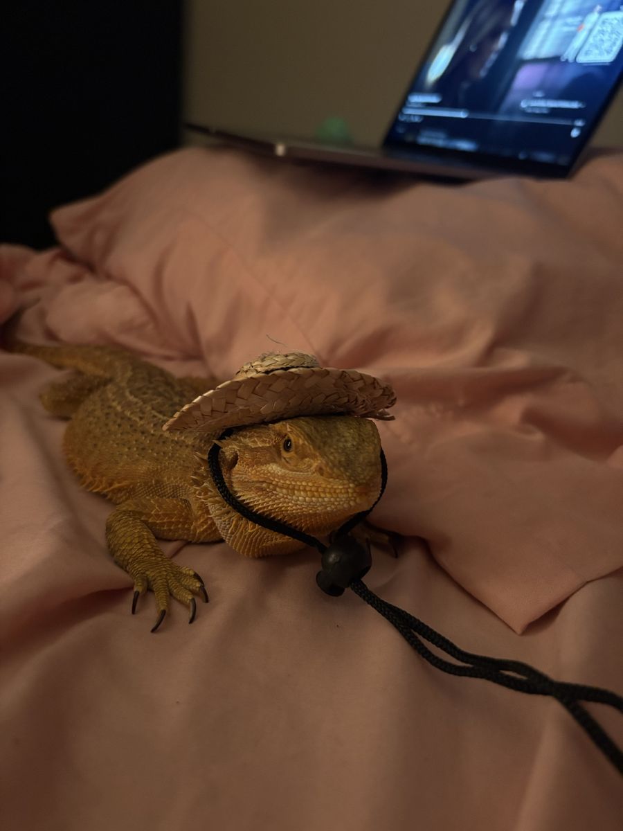 Bearded dragon