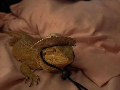 Bearded dragon