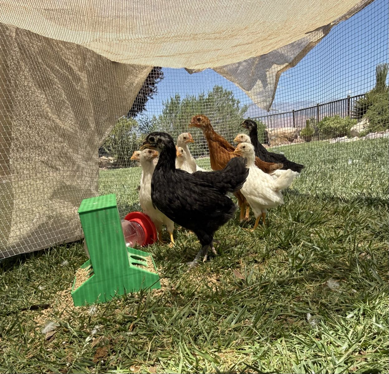 11 young hens