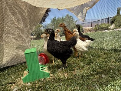 11 young hens