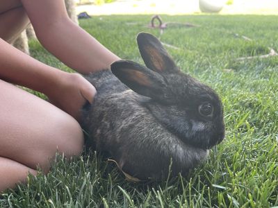 Rabbits