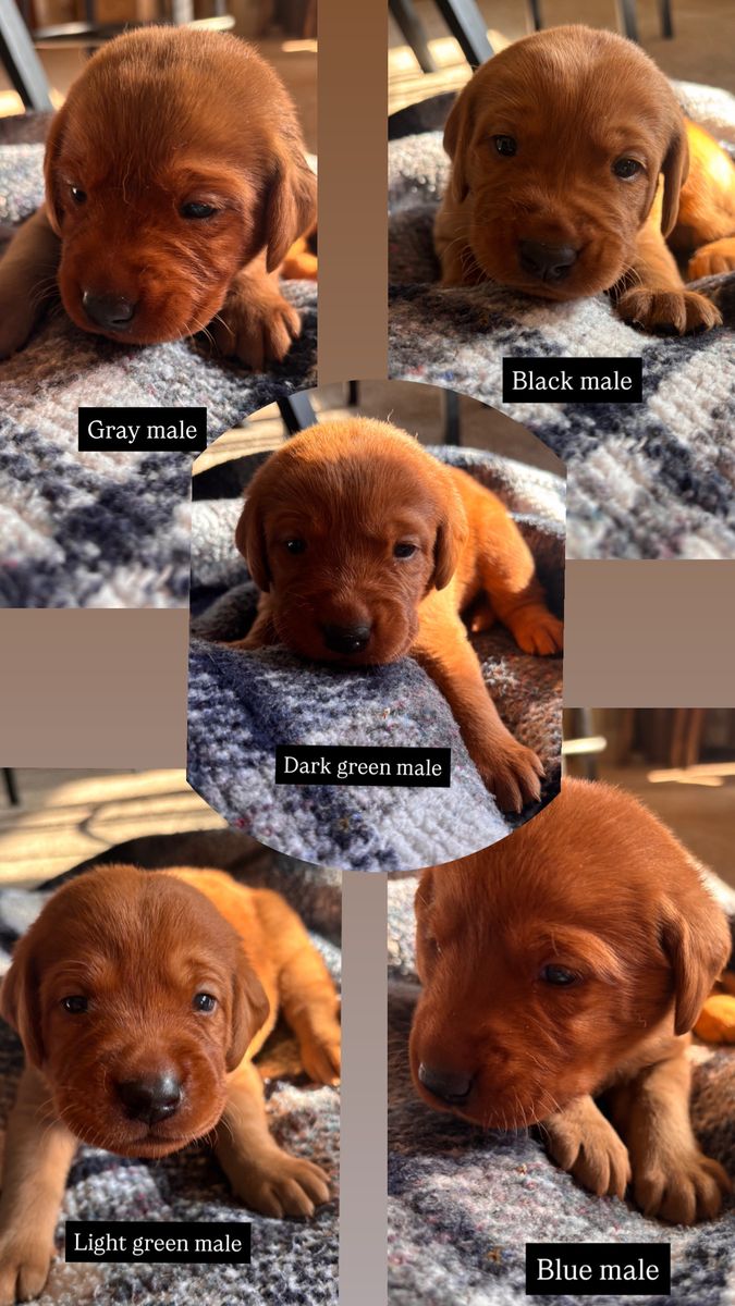 AKC Fox Red Labrador Puppies
