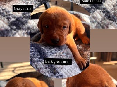 AKC Fox Red Labrador Puppies