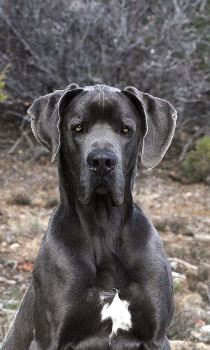 Great Dane (stud only)