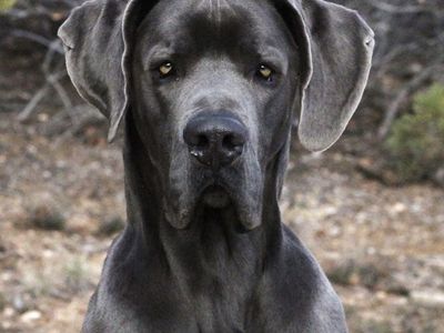 Great Dane (stud only)