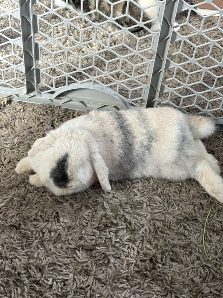 Purebred Holland Lop Female