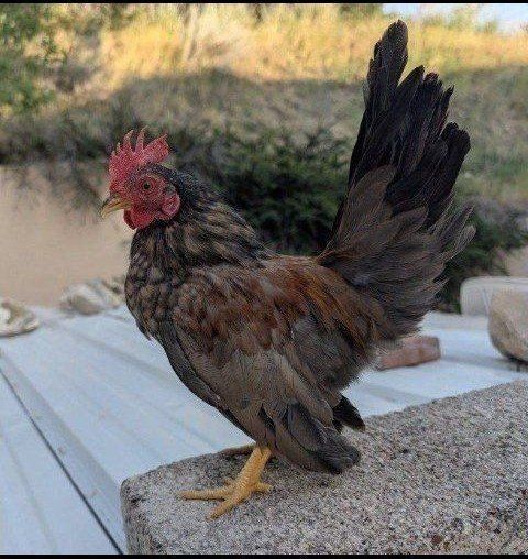 Beautiful young roosters