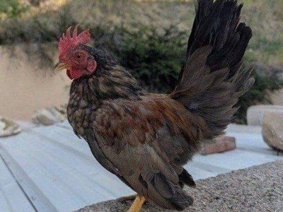 Beautiful young roosters