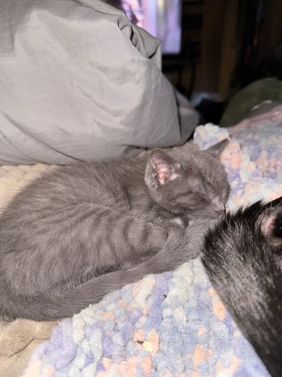 Adorable Grey Tabby Kittens - Playful & Healthy
