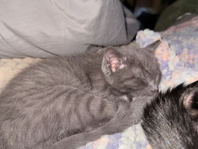 Adorable Grey Tabby Kittens - Playful & Healthy