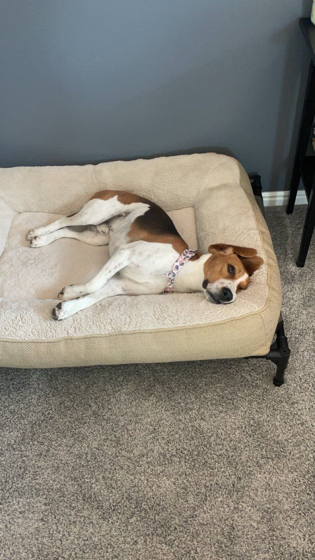Beagle boy needs a home