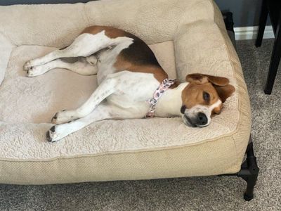 Beagle boy needs a home