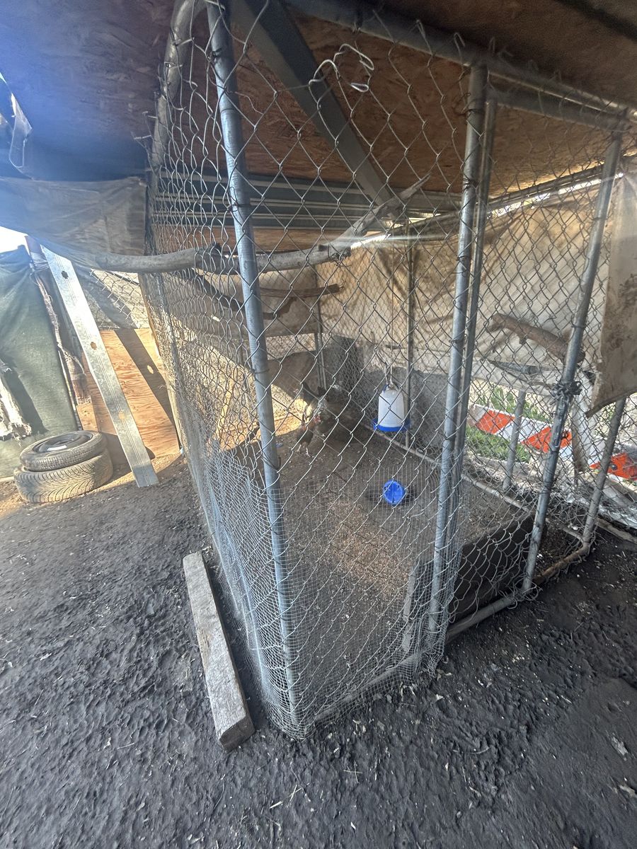 Chickens and Chicken Coop