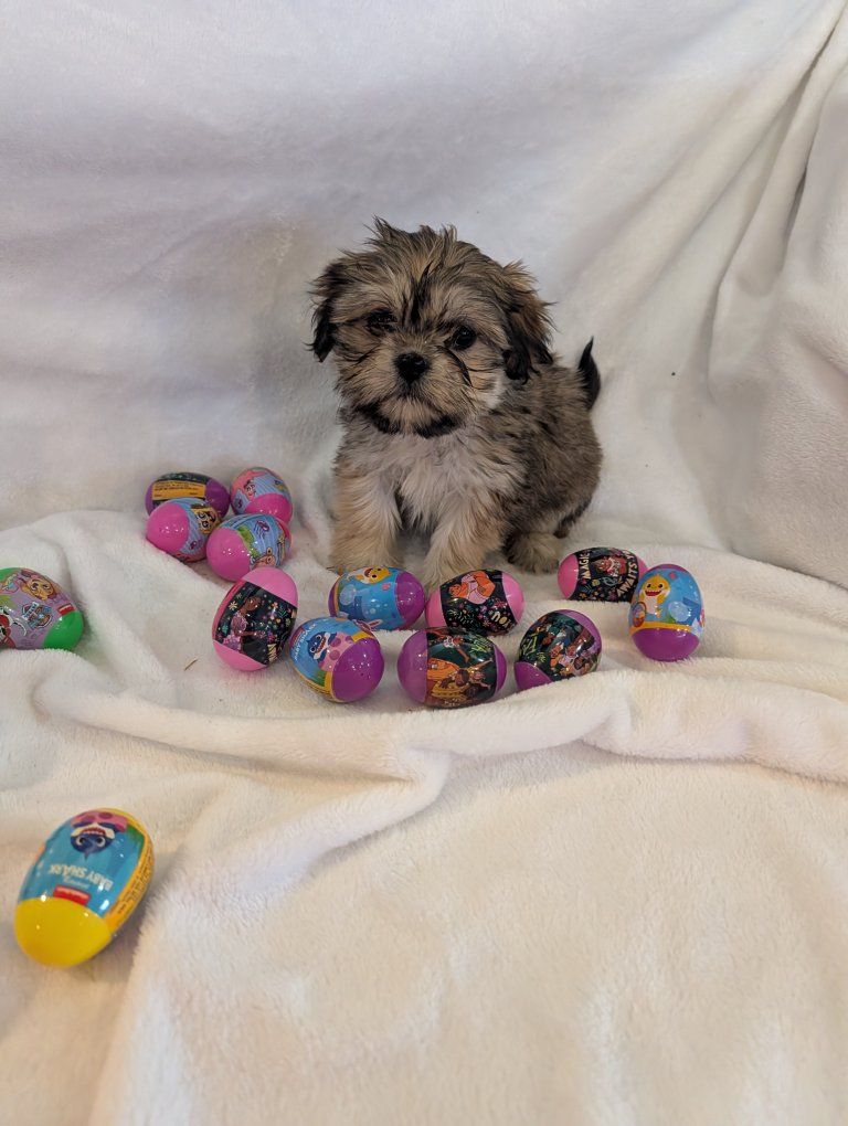 Super Cute Shorkie Puppies! Shih Tzu Yorkie