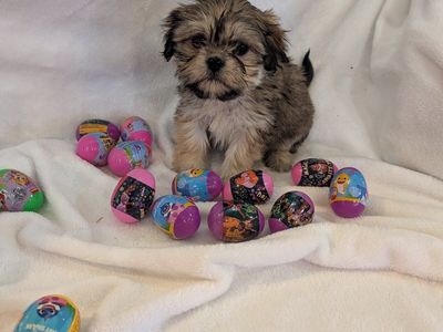 Super Cute Shorkie Puppies! Shih Tzu Yorkie