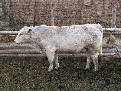 Charolais Bulls