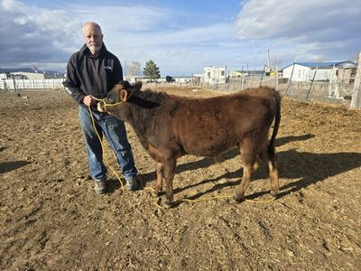 Belfair (Jersey /Dexter cross) bull A2/A2