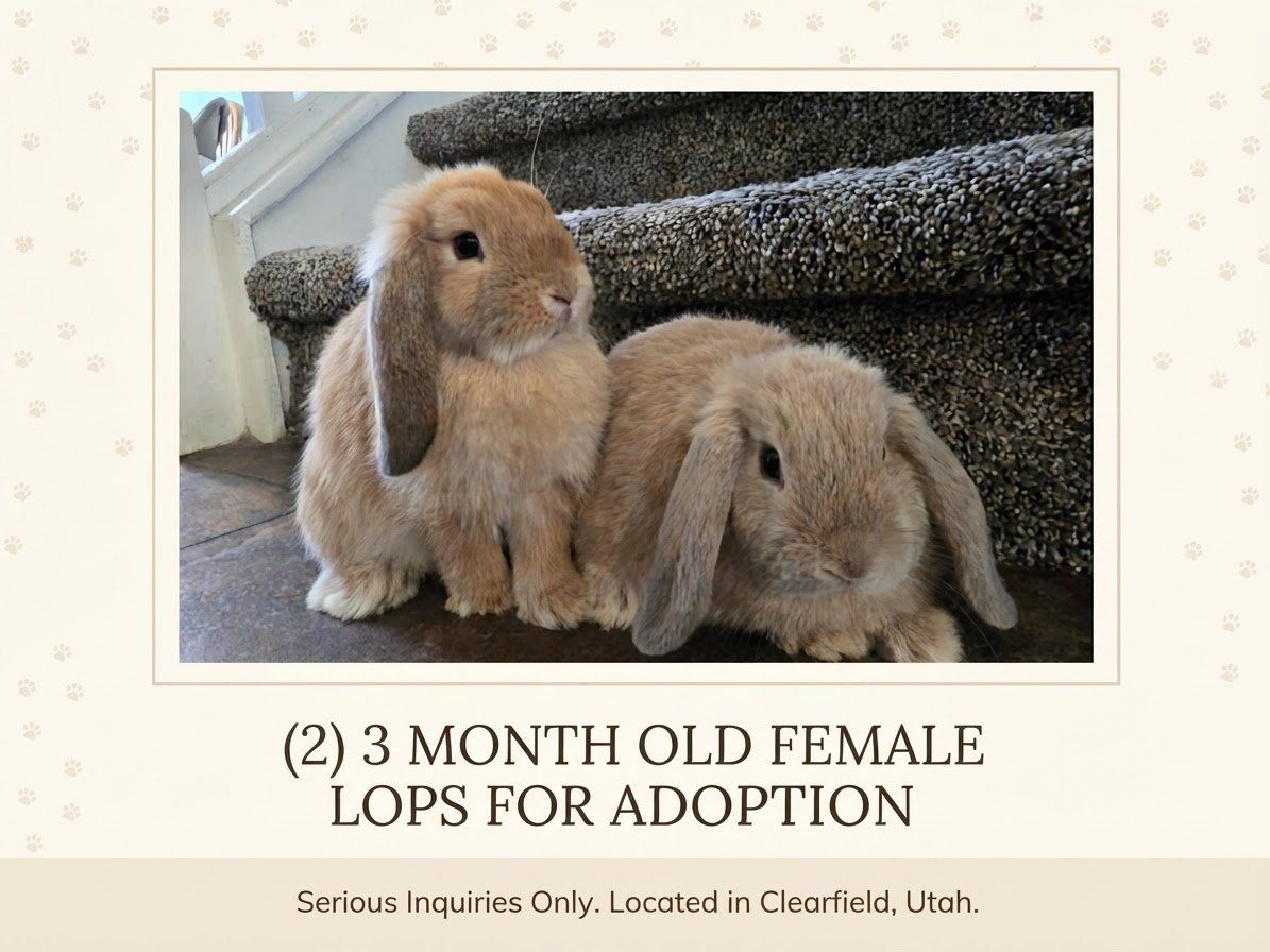 Female Lops