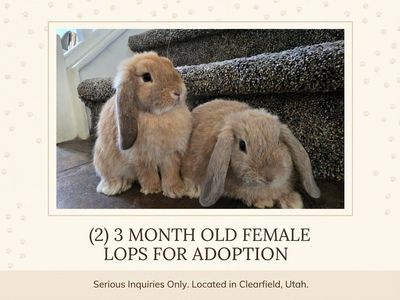 Female Lops