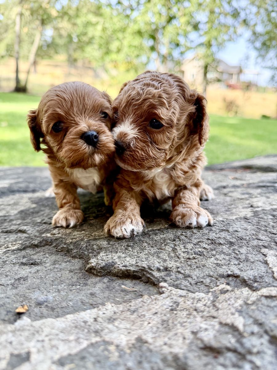 * Petite Toy Cavapoo Puppies *  6-7 lb fully grown