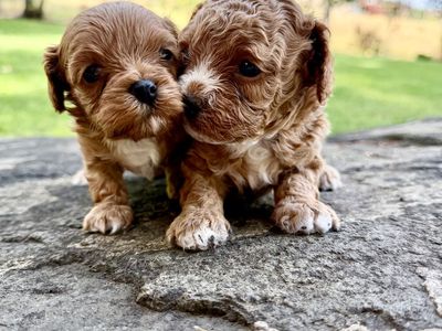 * Petite Toy Cavapoo Puppies * 6-7 lb fully grown