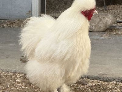 White silkie Rooster