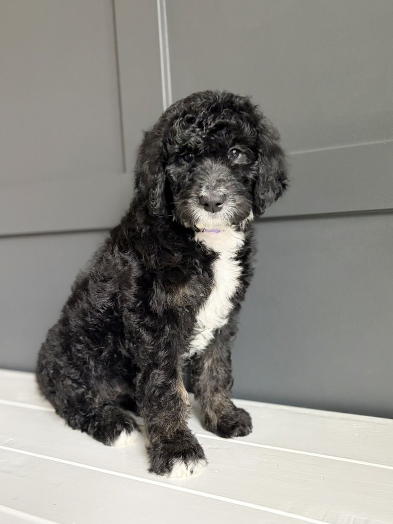 Medium F1b Bernedoodle Puppy