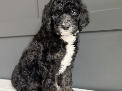 Medium F1b Bernedoodle Puppy
