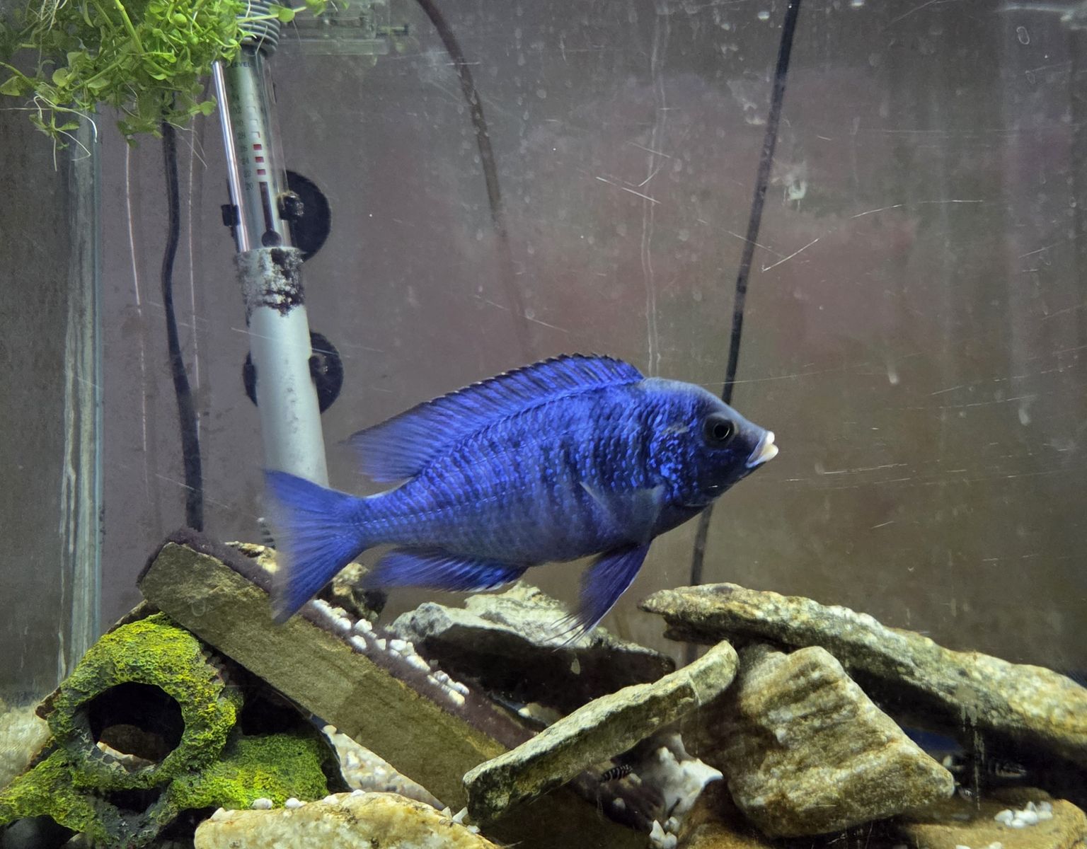 African Cichlid - Mdoka White Lips