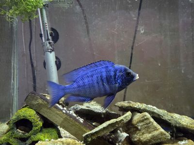 African Cichlid - Mdoka White Lips