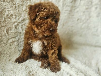 Hypoallergenic Mini/Toy Poodle Puppies Tedddy Bear Faces