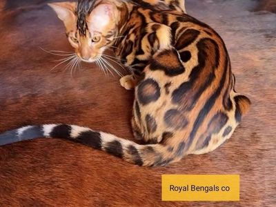 Show Quality / Breed Quality- Bengal Studs