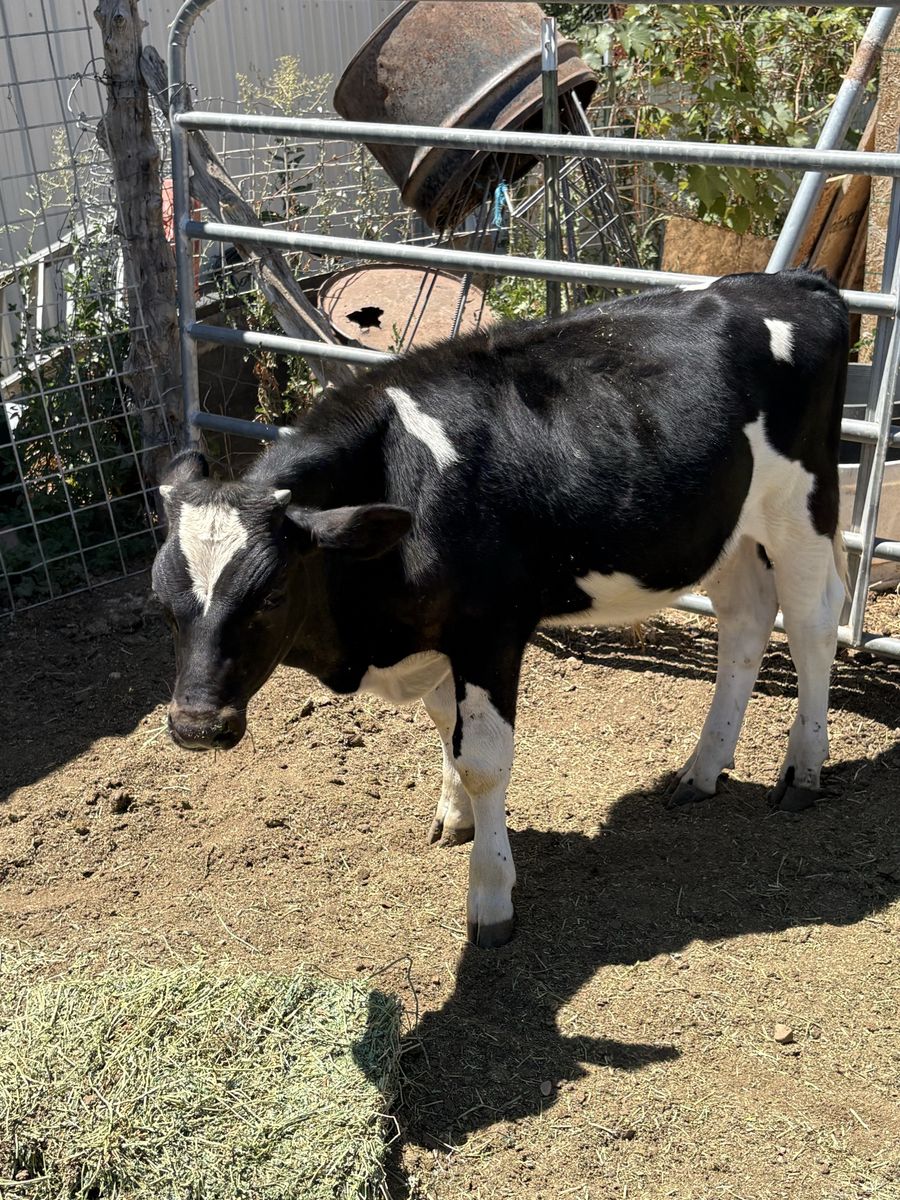 Bull Calf - Black and White Young Cattle