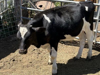 Bull Calf - Black and White Young Cattle
