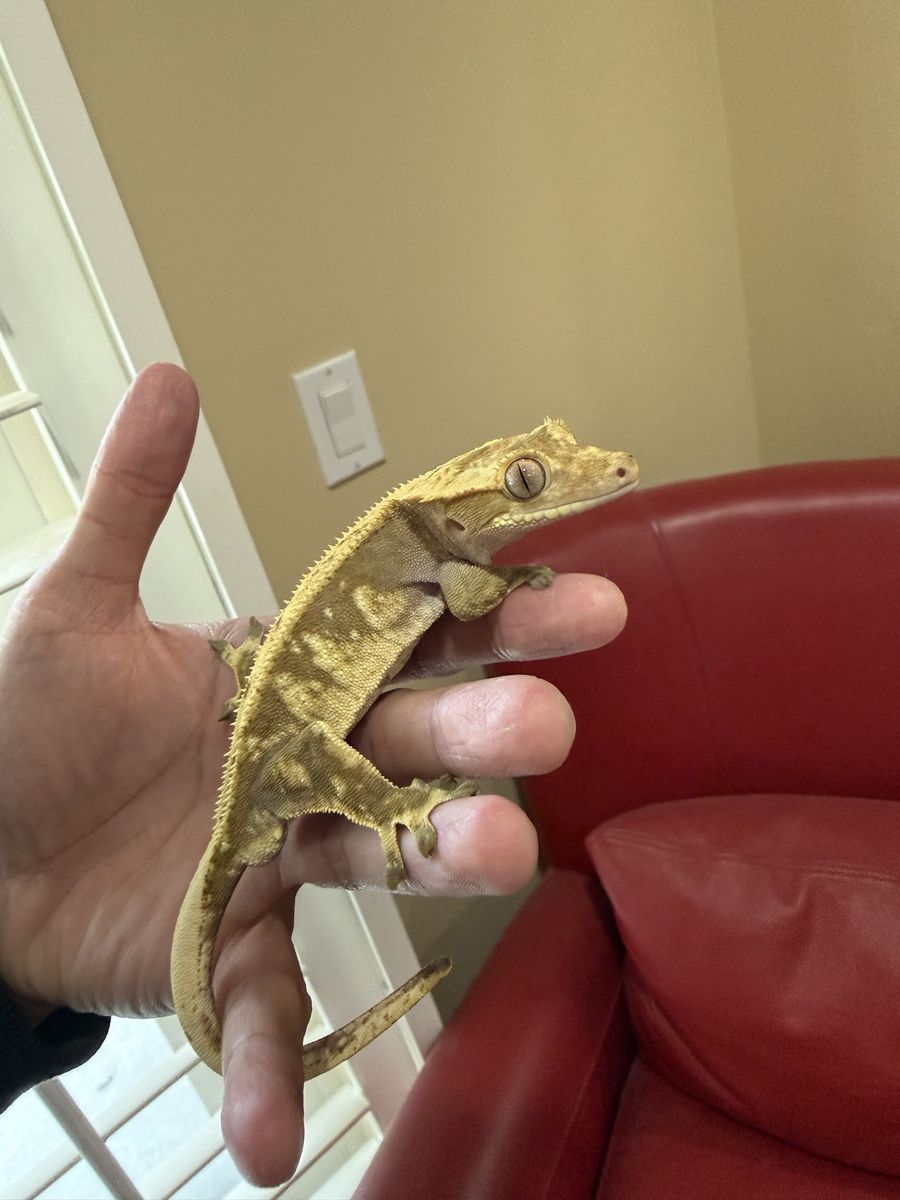 Male Crested Gecko — Yellow/Olive Partial Pinstripe Harlequin