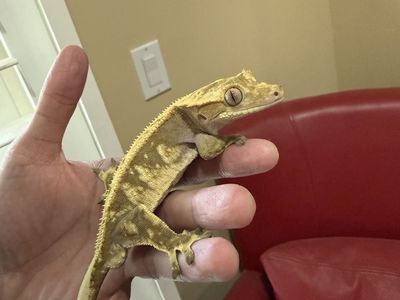 Male Crested Gecko — Yellow/Olive Partial Pinstripe Harlequin