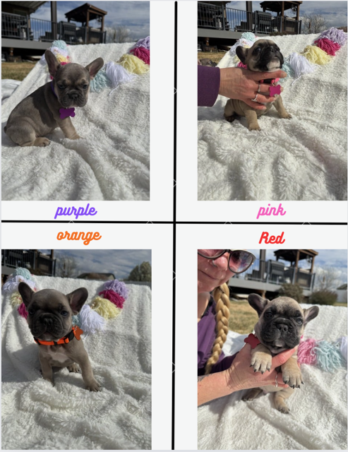 AKC French Bulldog Puppies
