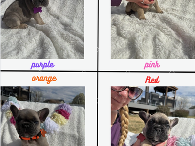 AKC French Bulldog Puppies