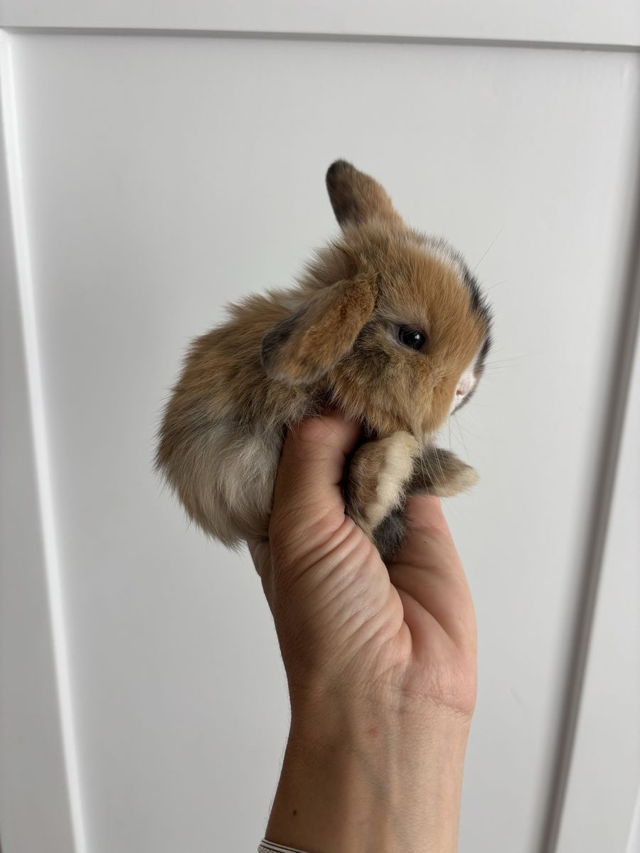 Holland lop doe