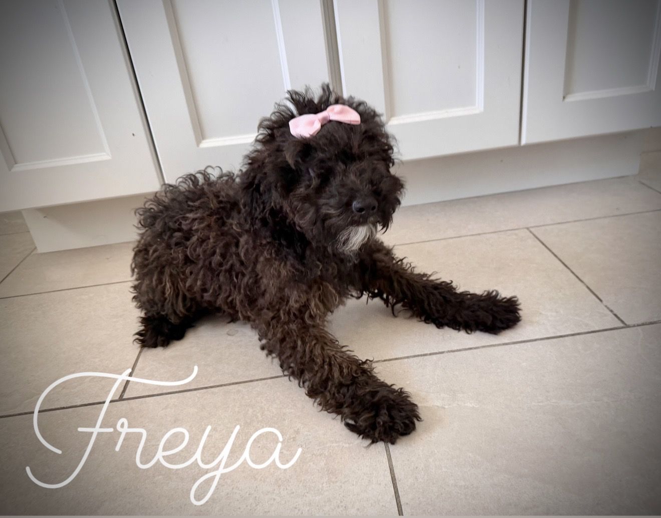 Purebred Mini poodle girls